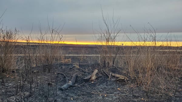 Hope in Burnt Offerings